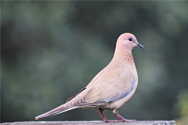 梦见吃鸽子是什么意思