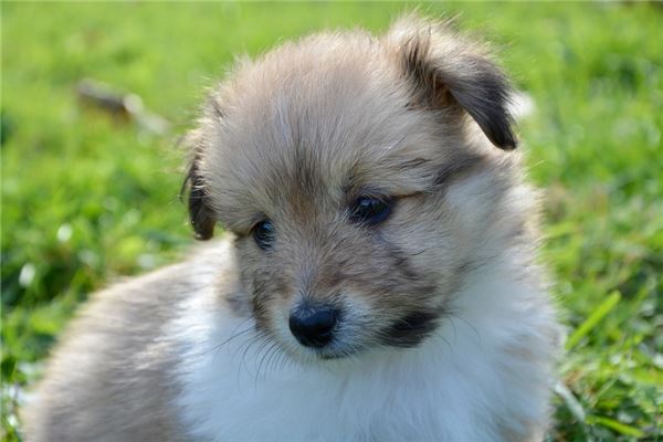 梦见刚出生的小狗