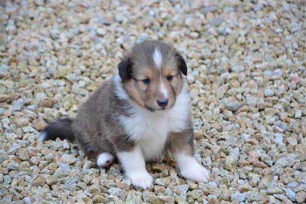 梦到了打死小狗是什么意思