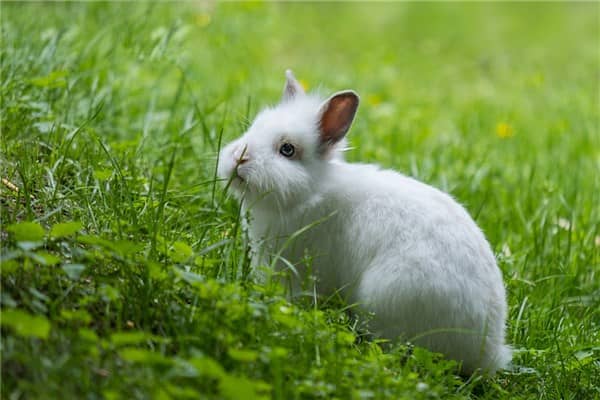 梦见玉兔是什么意思