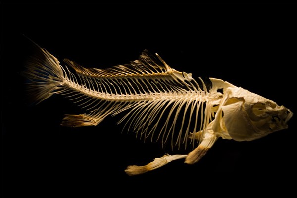 梦到了肉骨头是什么意思