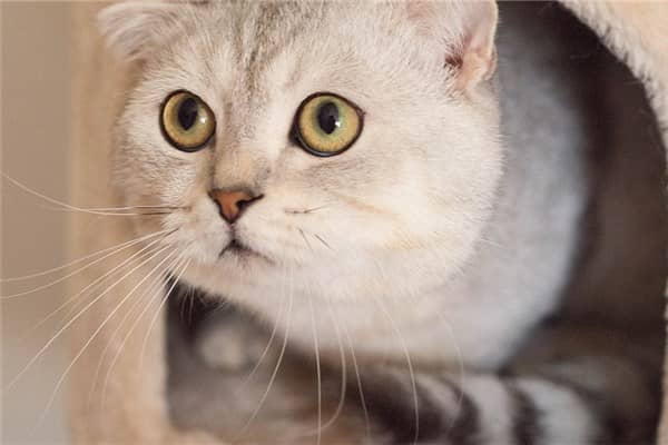 梦到猫尿尿是什么意思