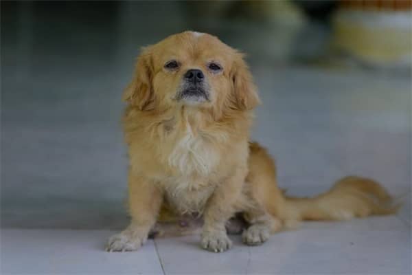 梦到了被黄狗咬是什么意思