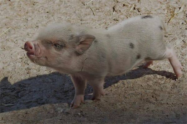 梦到了猪叫是什么意思