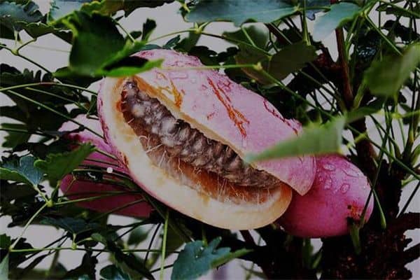 梦到八月瓜是什么意思