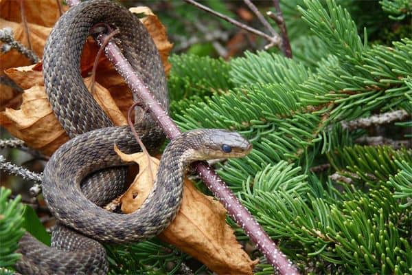 梦见很多蛇是什么意思