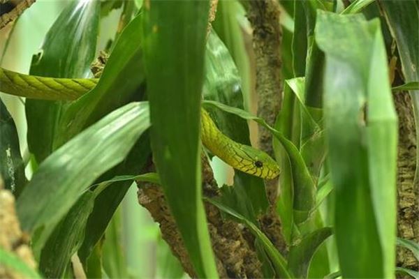 梦到蛇是什么意思