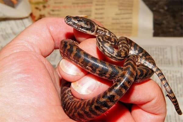 梦到捉到蛇是什么意思