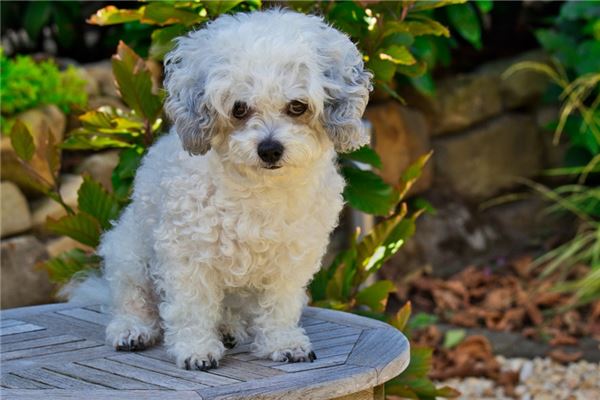 梦到狗哭是什么意思