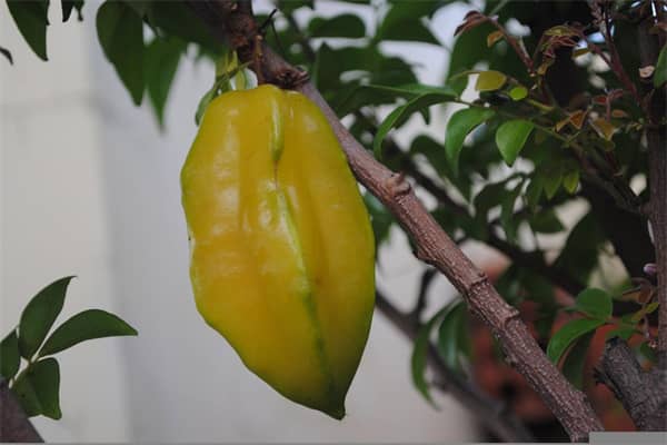 梦见摘杨桃是什么意思