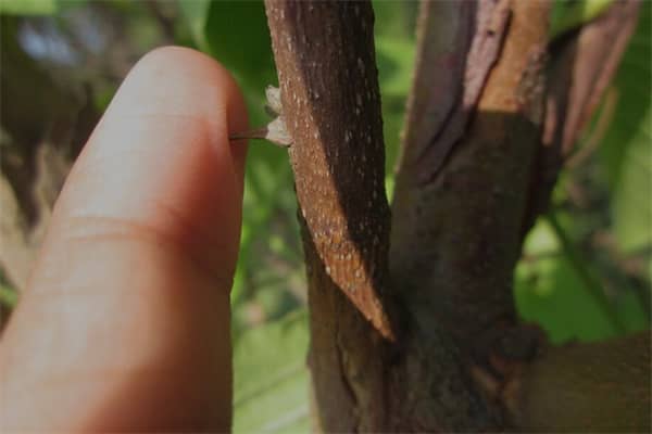 梦到了手扎刺是什么意思