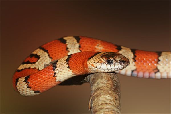 梦见家人被蛇咬