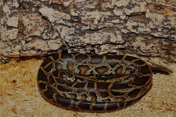 梦到了打死很多蛇是什么意思