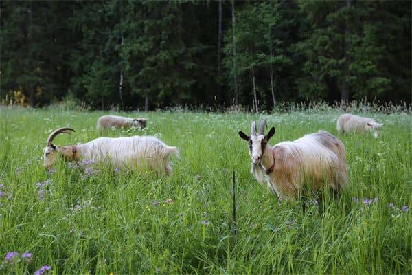 梦到奶羊是什么意思