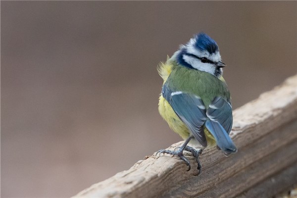 梦见捉小鸟是什么意思