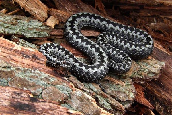 梦到猛蛇是什么意思