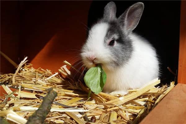 梦到大白兔是什么意思