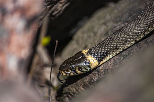 梦见蛇从洞里出来
