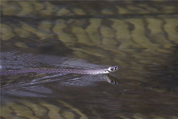 梦见五步蛇是什么意思