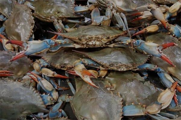 梦到了捉海鲜是什么意思