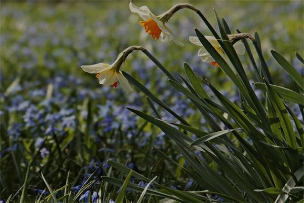 梦到了兰草是什么意思