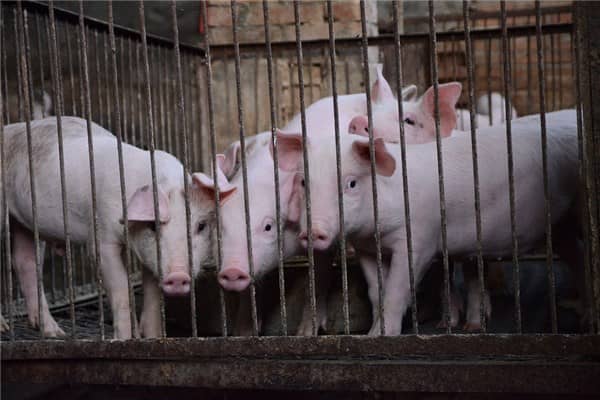 梦见捉猪是什么意思