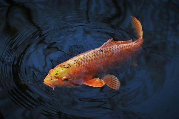 梦到了生鱼是什么意思