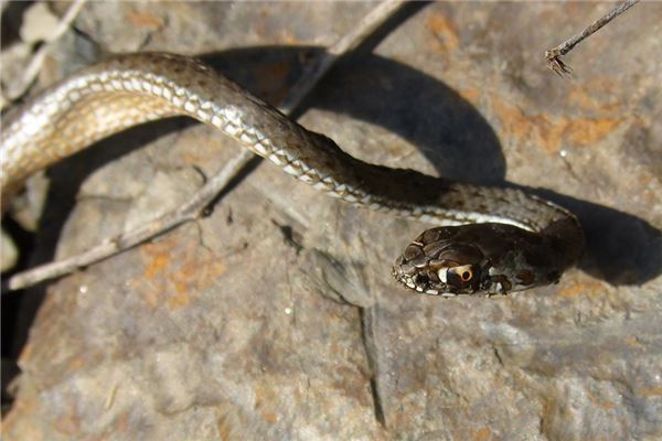 梦见蛇咬自己脖子