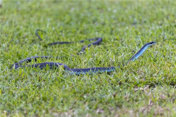 梦见蛇入屋是什么意思