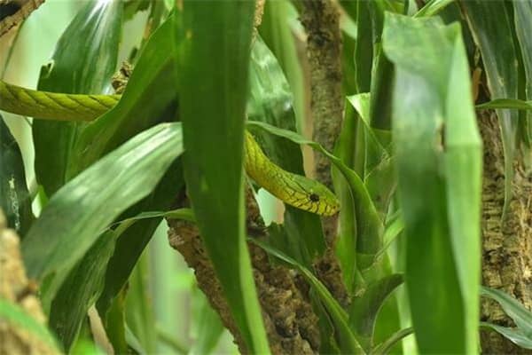 梦到了蛇断了是什么意思