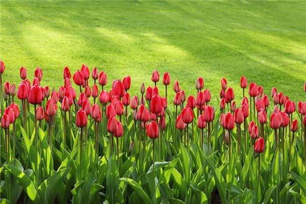 梦到了花卉是什么意思