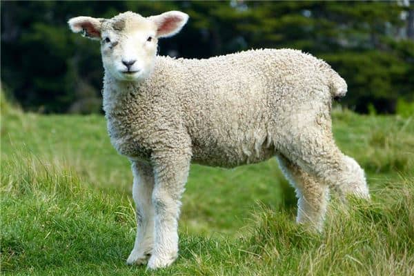 梦到了羊死是什么意思