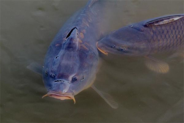 梦到鱼咬手是什么意思