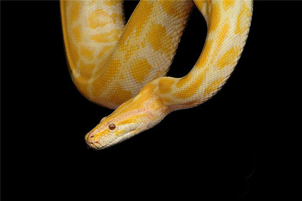 梦到了蟒蛇缠身是什么意思