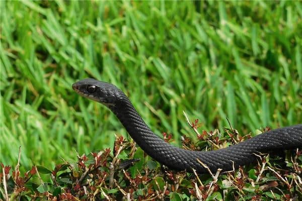 梦见被蛇咬后背