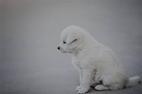 梦见小狗咬是什么意思