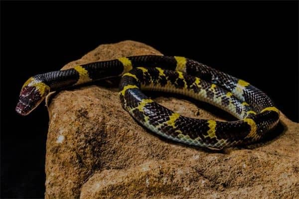 梦见看到蛇是什么意思