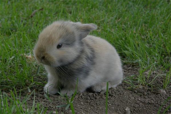 梦见两只兔子是什么意思