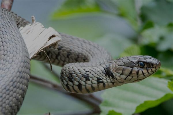 梦到蛇吃鱼是什么意思