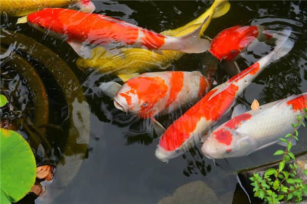 梦到红色鲤鱼是什么意思