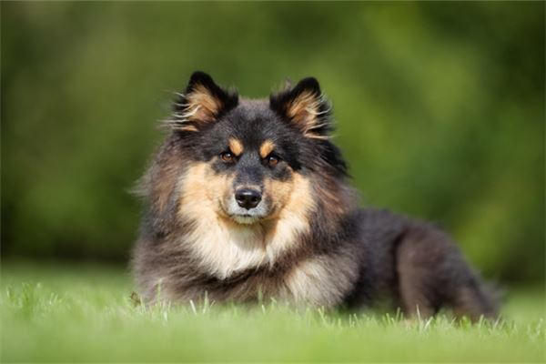 梦见狗追咬自己