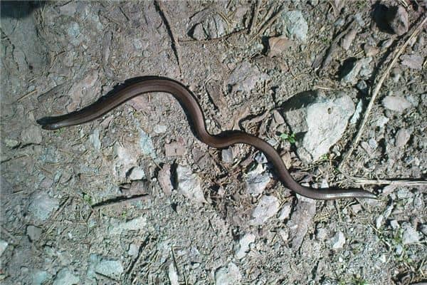 梦见丈夫被蛇咬