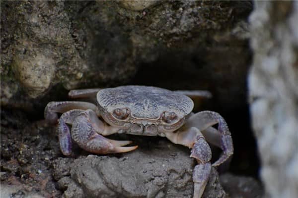 梦到很多螃蟹是什么意思