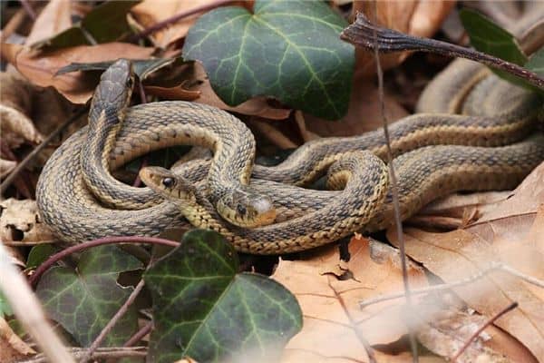 梦见被两条蛇追