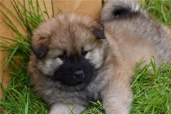 梦见打死两只狗