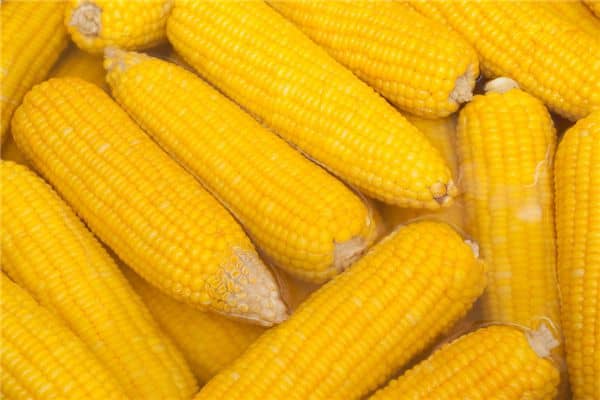 梦见熟玉米