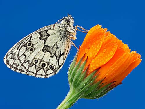 白蝴蝶