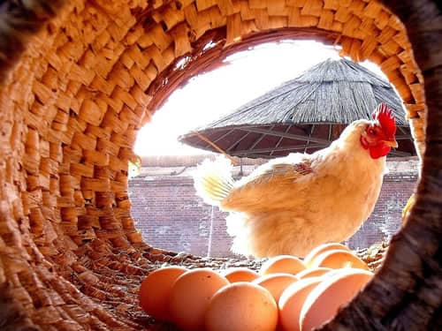 母鸡下蛋