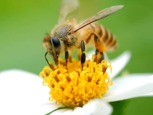 蜜蜂